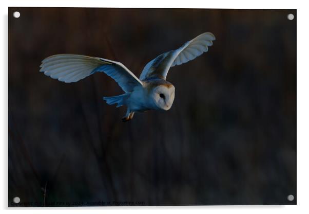 Barn Owl Tyto alba quartering a field hunting Acrylic by Russell Finney