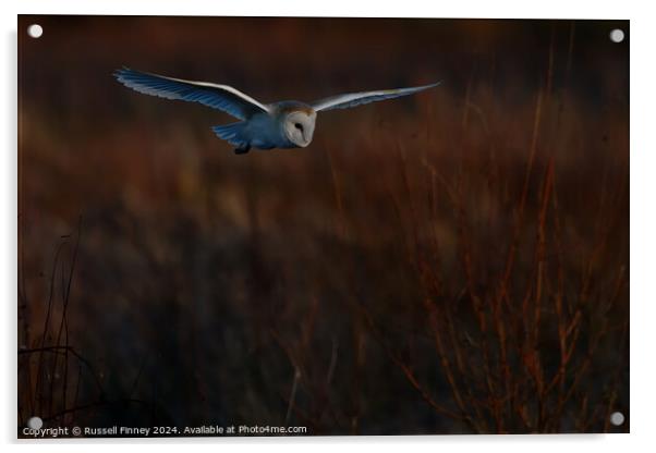 Barn Owl Tyto alba quartering a field hunting Acrylic by Russell Finney