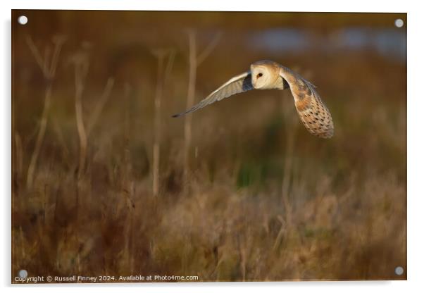 Barn Owl Tyto alba quartering a field hunting Acrylic by Russell Finney