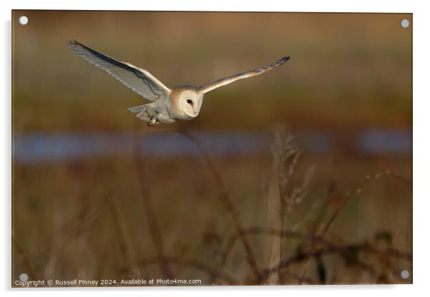 Barn Owl Tyto alba quartering a field hunting Acrylic by Russell Finney