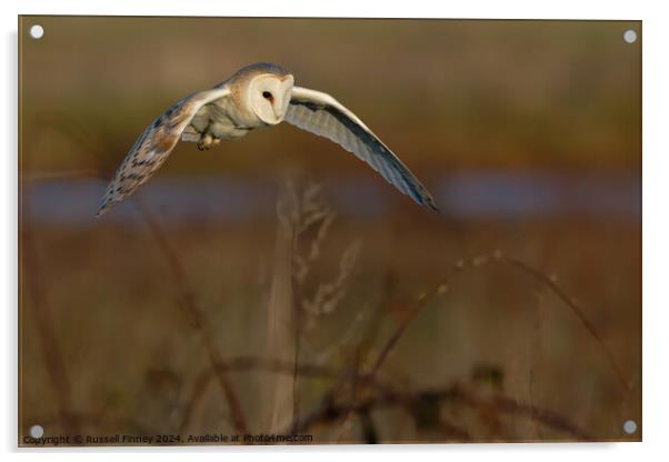 Barn Owl Tyto alba quartering a field hunting Acrylic by Russell Finney