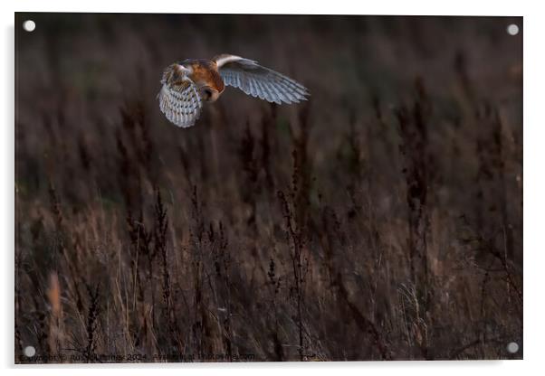 Barn Owl Tyto alba quartering a field hunting Acrylic by Russell Finney