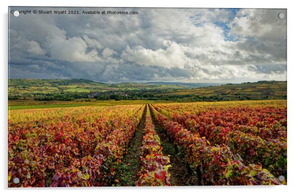 Bourgogne Vineyard, Santenay, France Acrylic by Stuart Wyatt