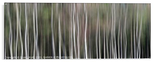Sliver Birch Trees Acrylic by Stuart Wyatt