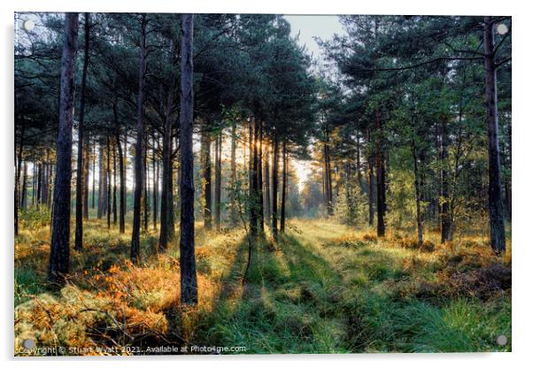Soft sunrays through trees at Moors Valley Acrylic by Stuart Wyatt