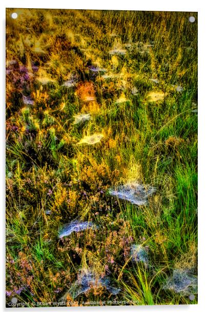 Cobwebs on the forest floor Acrylic by Stuart Wyatt