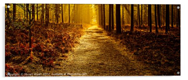 Moors Valley: Autumn Forest Walk Acrylic by Stuart Wyatt