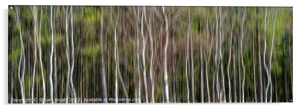 Silver Birch Trees Acrylic by Stuart Wyatt