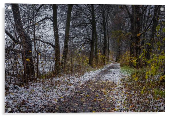Snowy path, trees Acrylic by Alex Winter