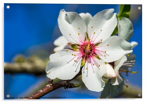 almond blossom Acrylic by Alex Winter