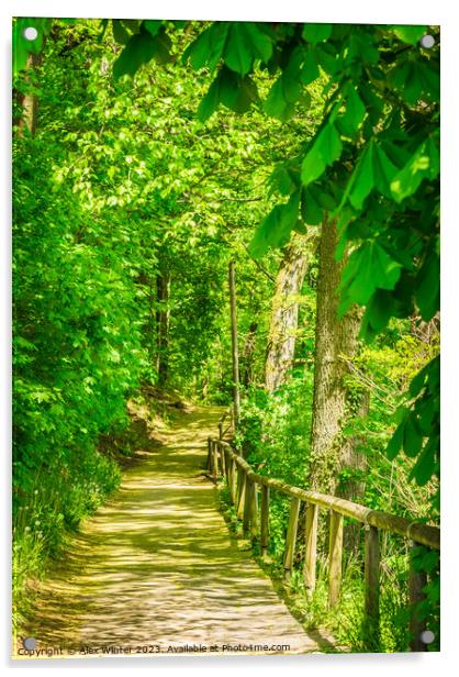 forest pathway walkway path Acrylic by Alex Winter