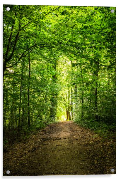 Track in forest Pathway Acrylic by Alex Winter