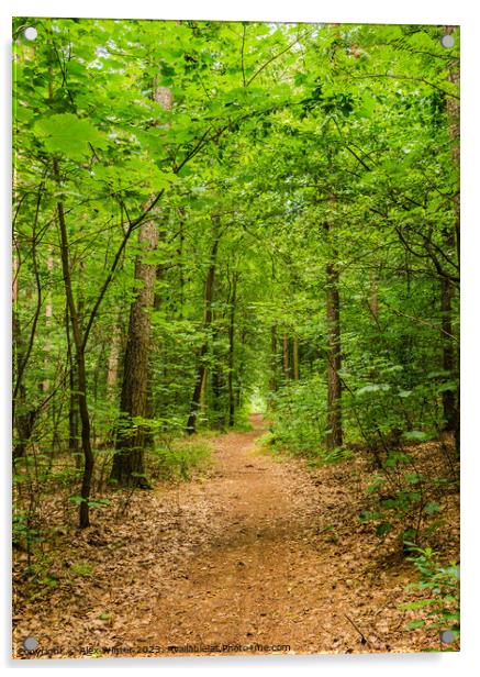 Forest track Acrylic by Alex Winter