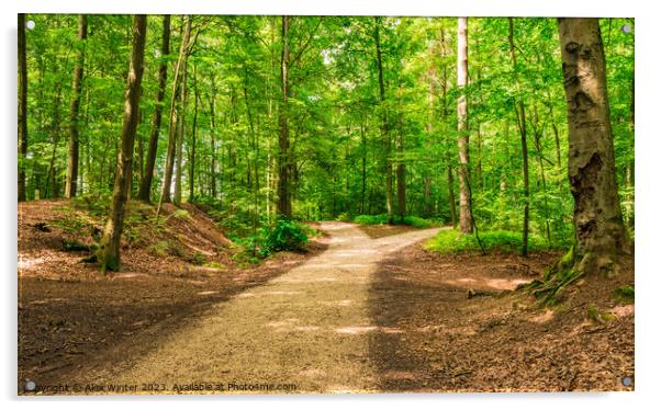 Forked roads right and left in green forest Acrylic by Alex Winter