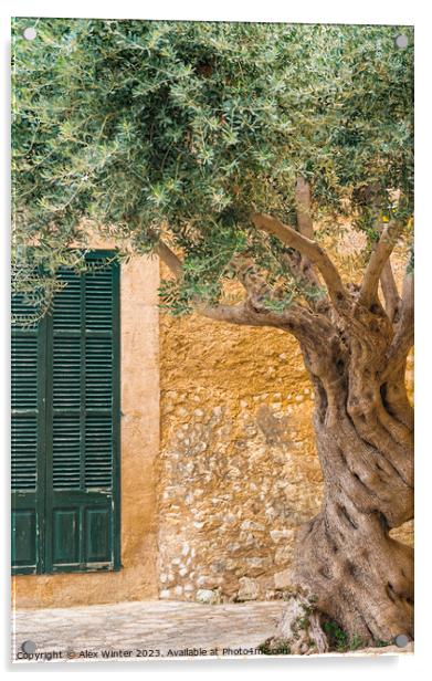 olive tree in front of rustic mediterranean house Acrylic by Alex Winter