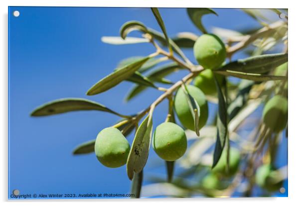 Green olives fruits hanging on tree branch Acrylic by Alex Winter