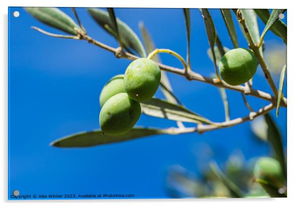 Green olives fruits hanging on tree branch Acrylic by Alex Winter