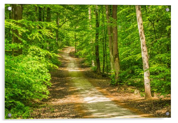 Plant tree forest trail footpath Acrylic by Alex Winter