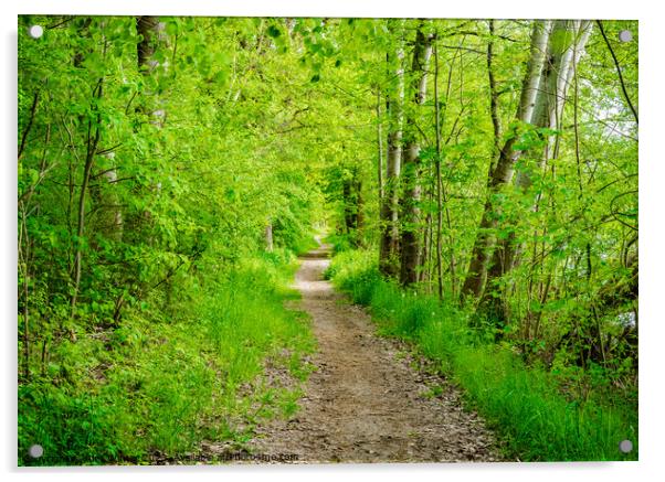 track through the forest Acrylic by Alex Winter