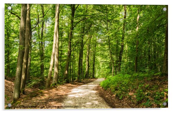 Idyllic track in green woodland Acrylic by Alex Winter