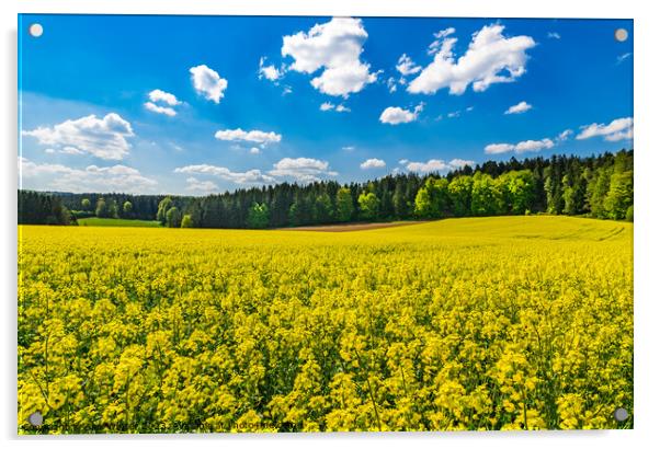 field of flowering rapeseed Acrylic by Alex Winter
