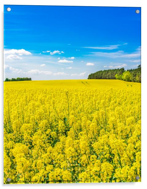 Golden field of flowering rapeseed Acrylic by Alex Winter