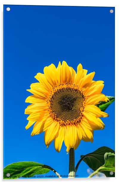 Radiant Sunflower Glory Acrylic by Alex Winter