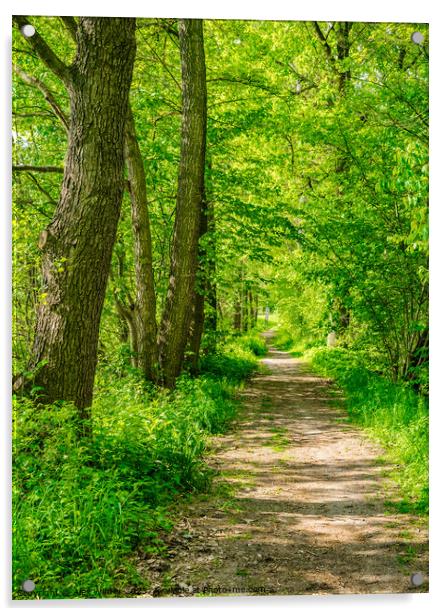 Idyllic sunny forest path Acrylic by Alex Winter