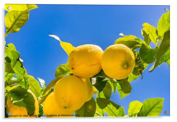 Lemon tree with ripe yellow fruit Acrylic by Alex Winter