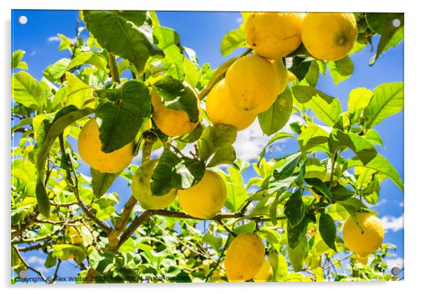 Ripe yellow lemon fruits Acrylic by Alex Winter