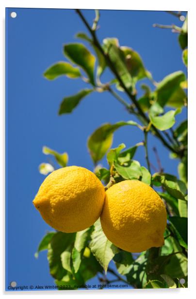 Lemon fruits Acrylic by Alex Winter