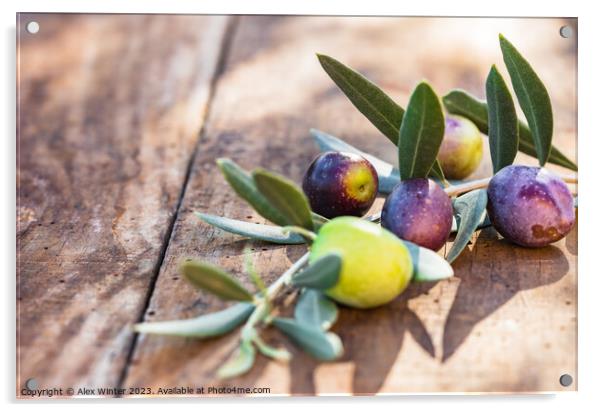 Mediterranean olive fruits branch Acrylic by Alex Winter