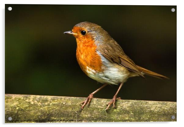 Robin on Wooden Railing Acrylic by Martin Day