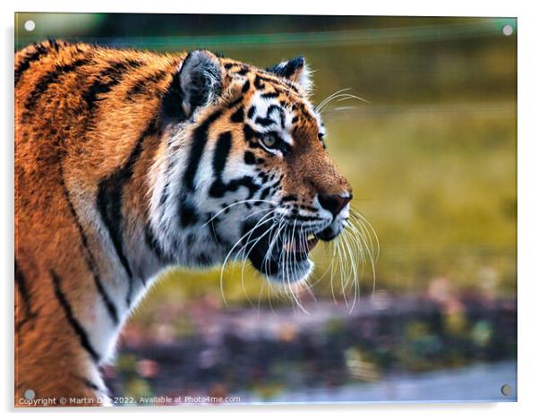 Majestic Siberian Tiger Roaming through the Grass Acrylic by Martin Day