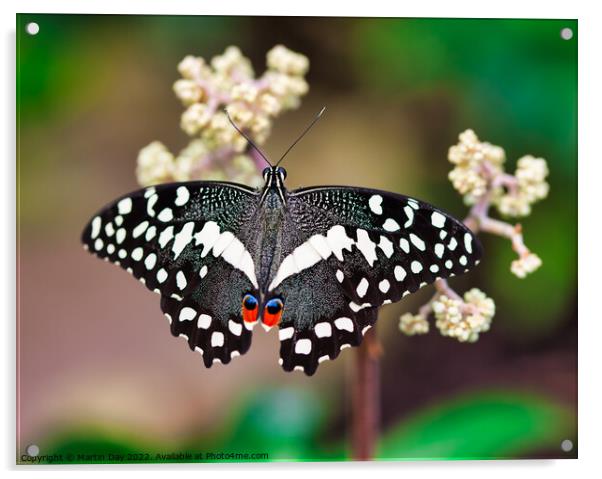African Christmas Butterfly, Papilio Demodocus Acrylic by Martin Day