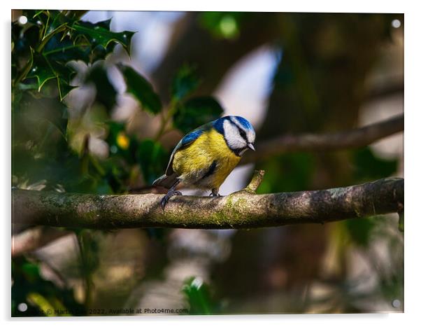 The Patient Blue Tit Acrylic by Martin Day