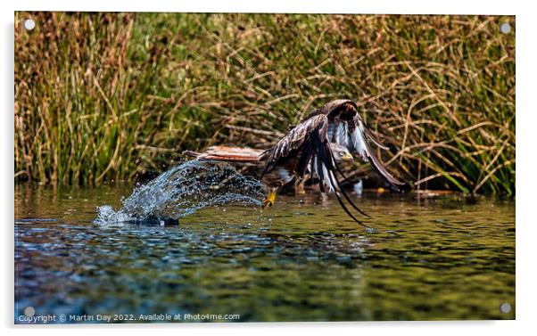 Majestic Red Kite Hunting over Water Acrylic by Martin Day