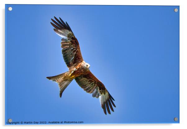 Majestic Red Kite Hunting Prey Acrylic by Martin Day