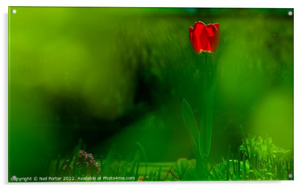 Green haze Acrylic by Neil Porter