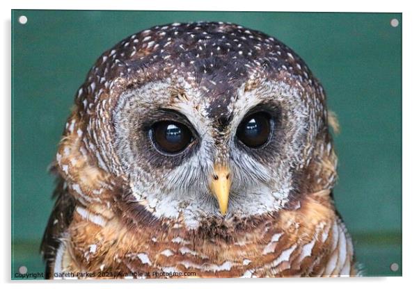 Indian Scops Owl (Otus bakkamoena) Acrylic by Gareth Parkes