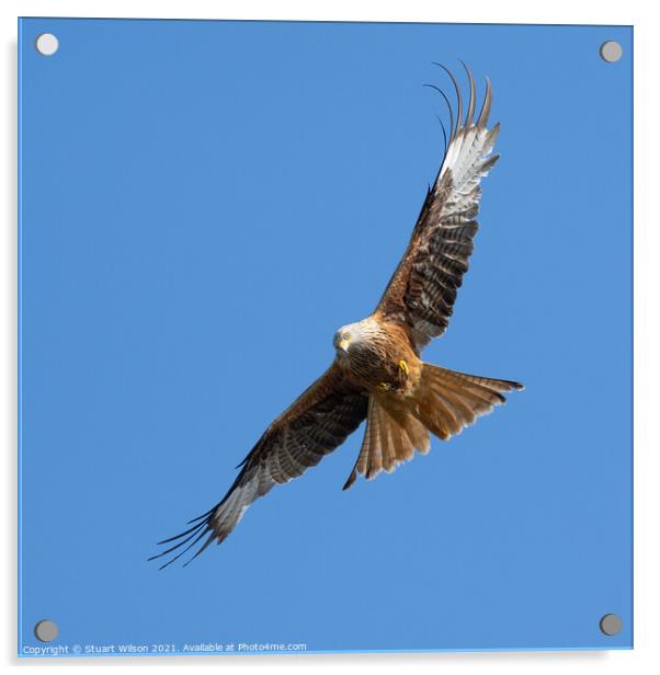Red Kite Flying Towards me and Checking me out Acrylic by Stuart Wilson