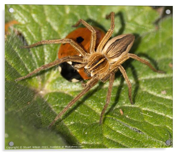 Garden spider & ladybird Acrylic by Stuart Wilson