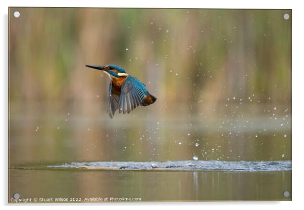 Kingfisher leaves the pond Acrylic by Stuart Wilson