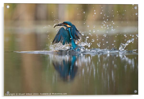 Kingfisher emerges with fish Acrylic by Stuart Wilson