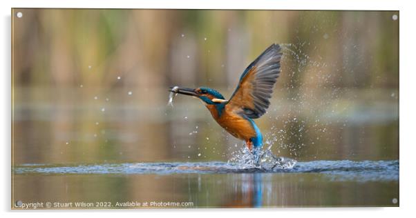 The magnificent kingfisher Acrylic by Stuart Wilson