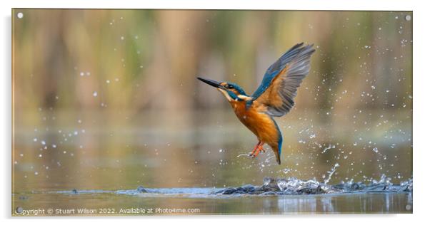 The angelic kingfisher Acrylic by Stuart Wilson