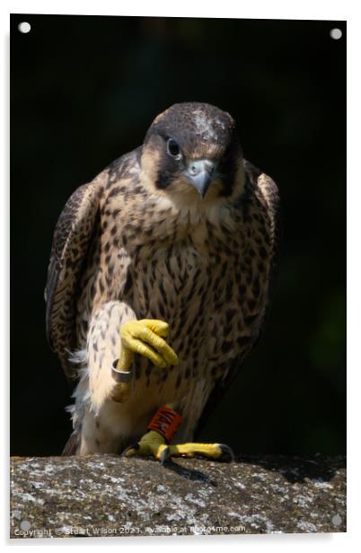 Grounded Juvenile Peregrine Falcon Acrylic by Stuart Wilson
