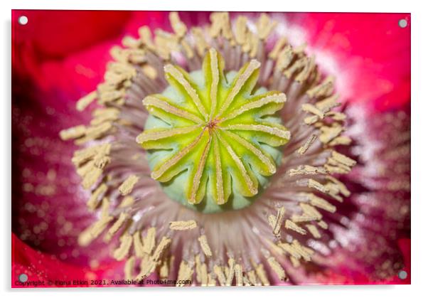 Poppy macro  Acrylic by Fiona Etkin