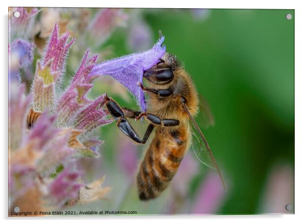 Honey Bee pollinating a flower Acrylic by Fiona Etkin