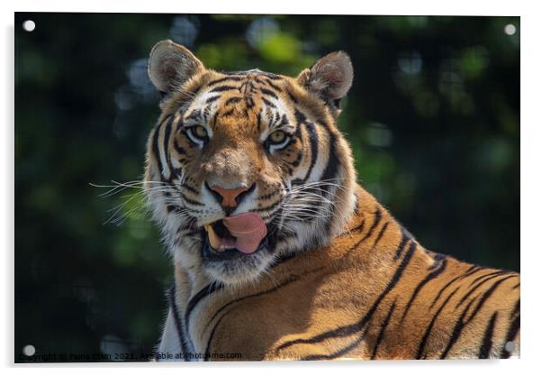 Blade the Bengal Tiger with his tongue out Acrylic by Fiona Etkin